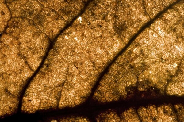 Macro shooting of an autumn leaf