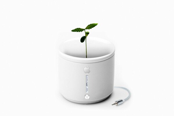 Petite plante verte dans une tasse blanche