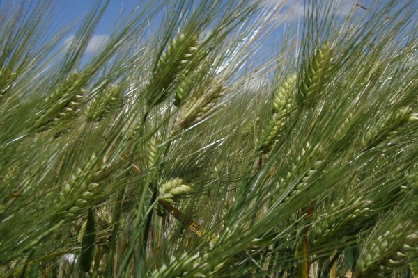 Wheat is good in summer , green