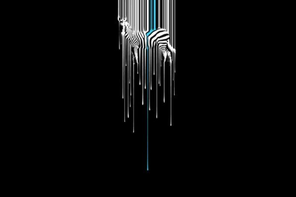 Zebra flowed on a black background