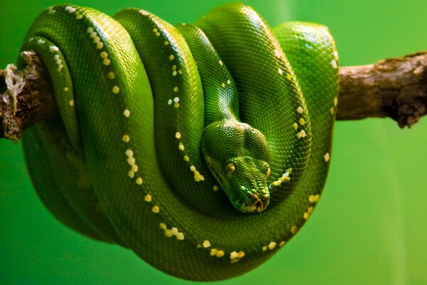 Reptile vert sur une branche