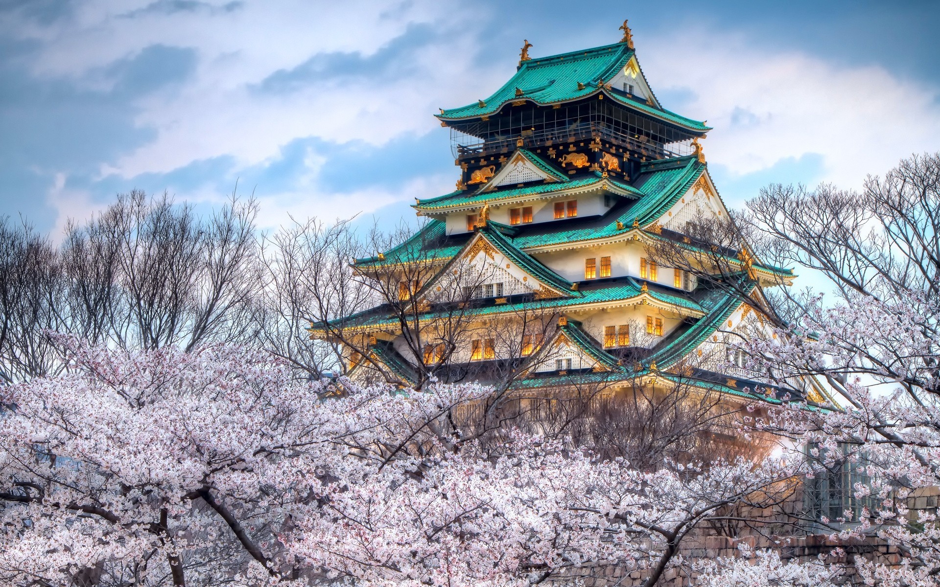 ky sakura flowers spring temple