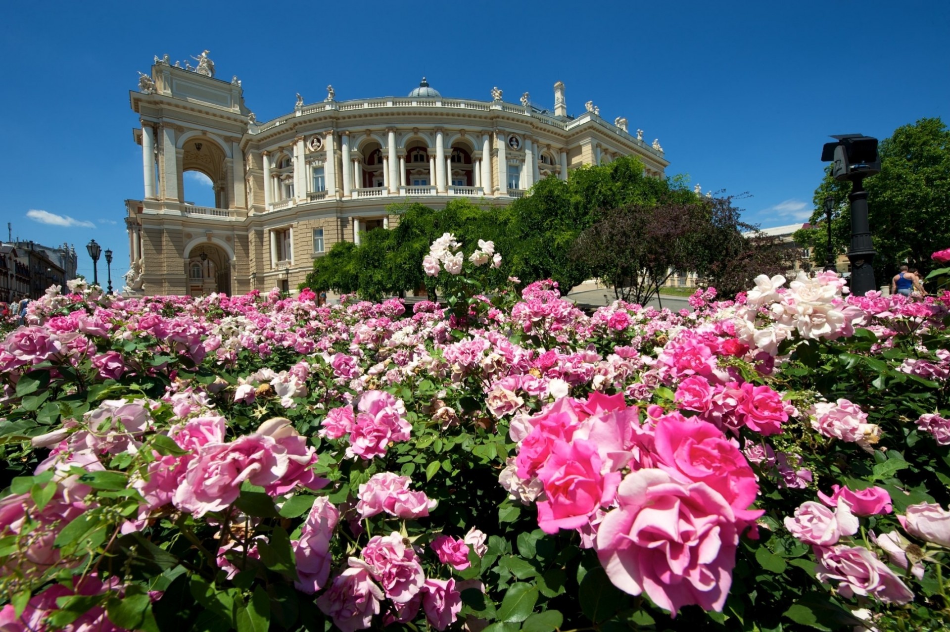 rosas odessa flores ucrania teatro edificio arbustos