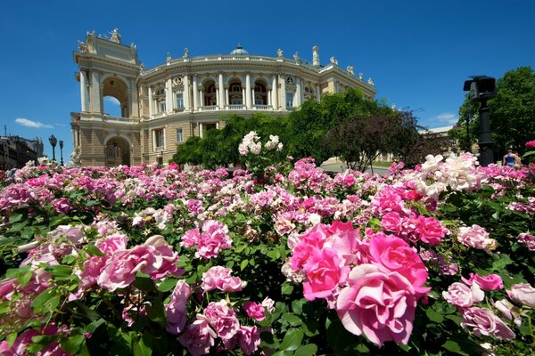 A lot of beautiful rose bushes on the background of the theater