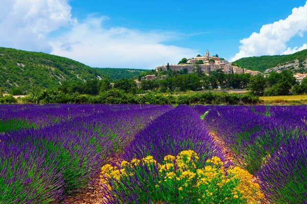 Lavendelfelder in Frankreich