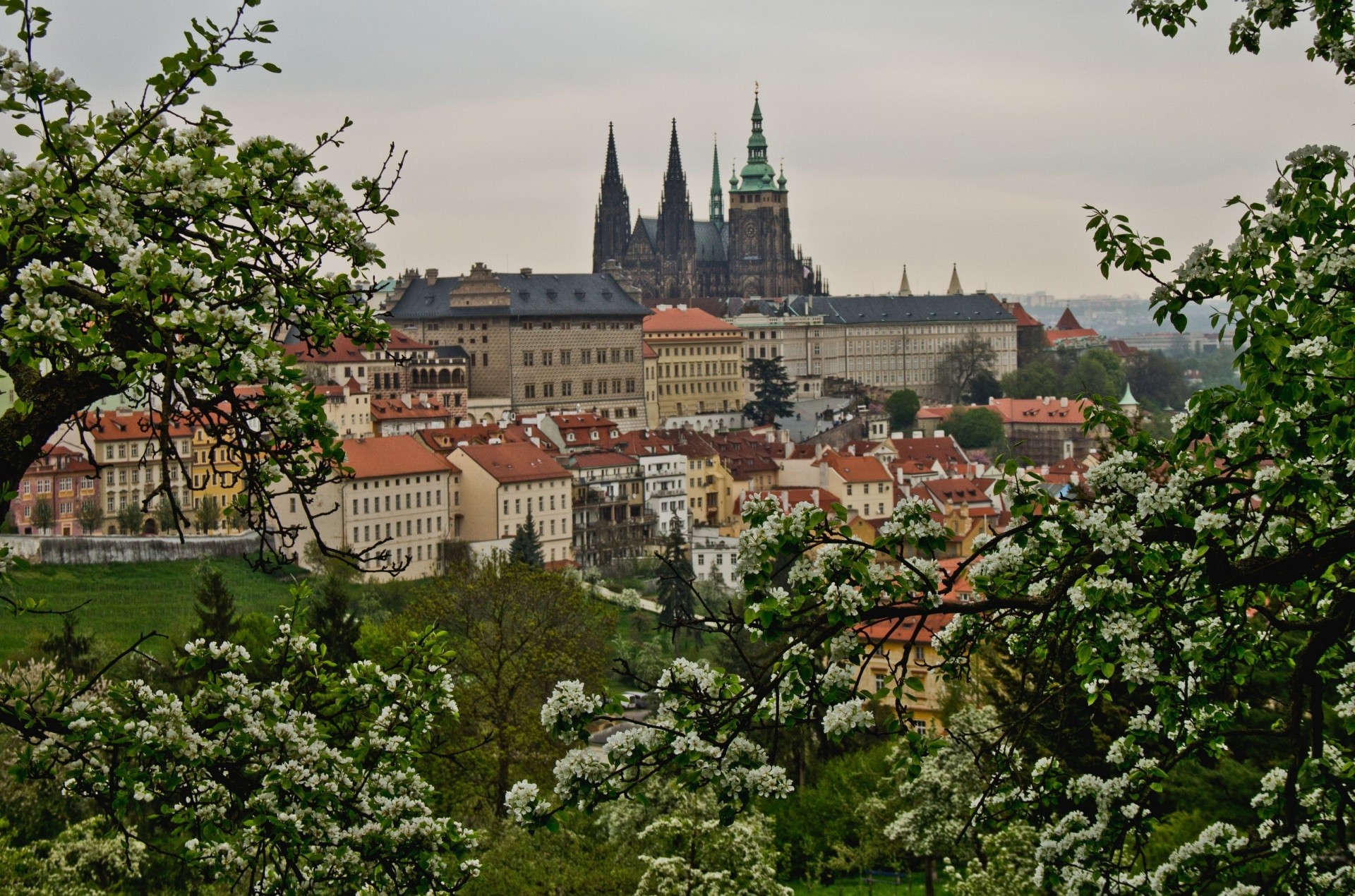 drzewa kwitnienie budynek panorama czechy praga wiosna