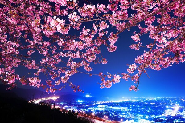 Beautiful sakura tree on the background of the night city