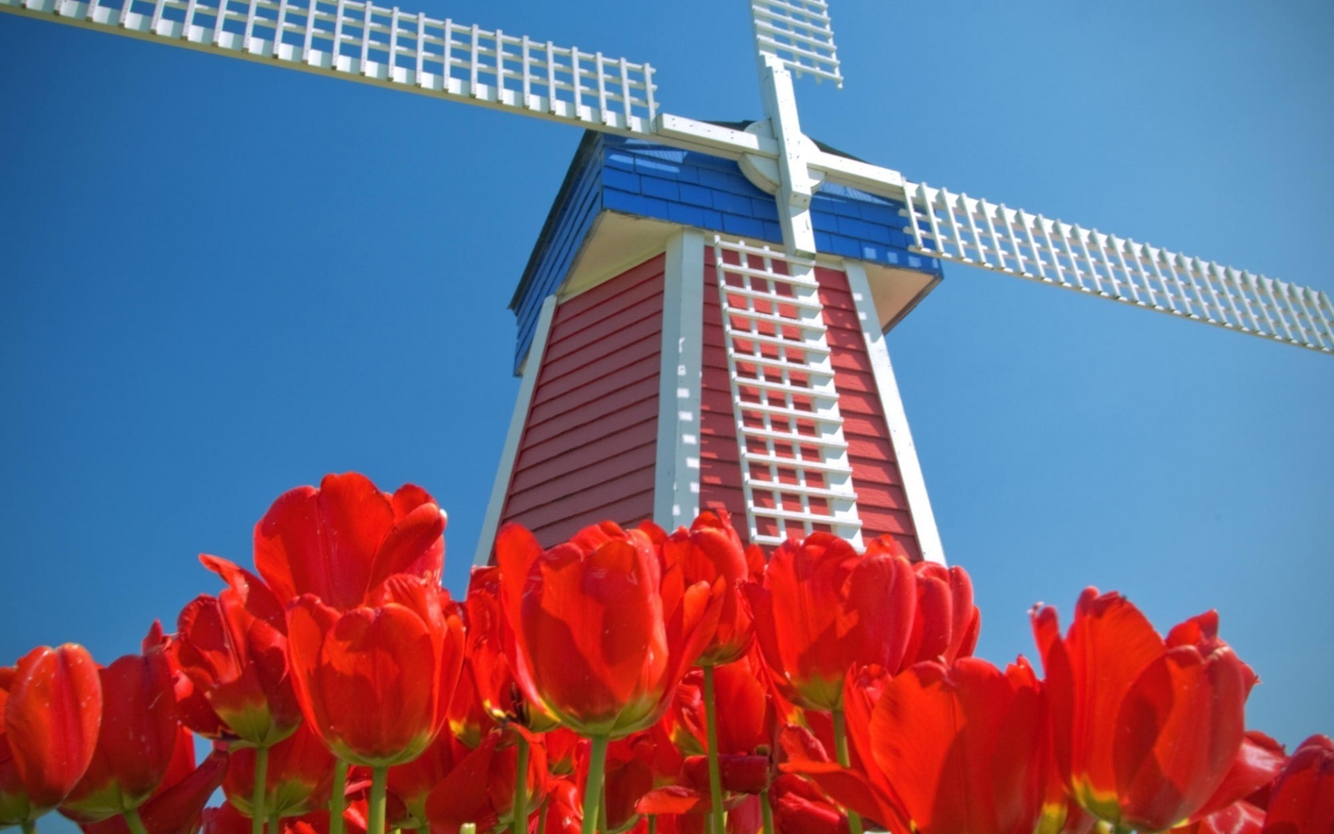 tulipes hollande moulin