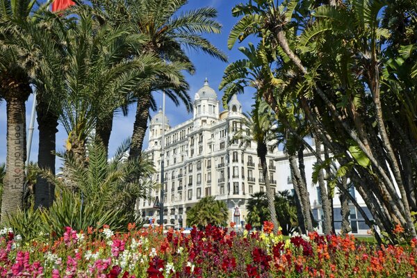 Palm trees and flowers on the background of the building