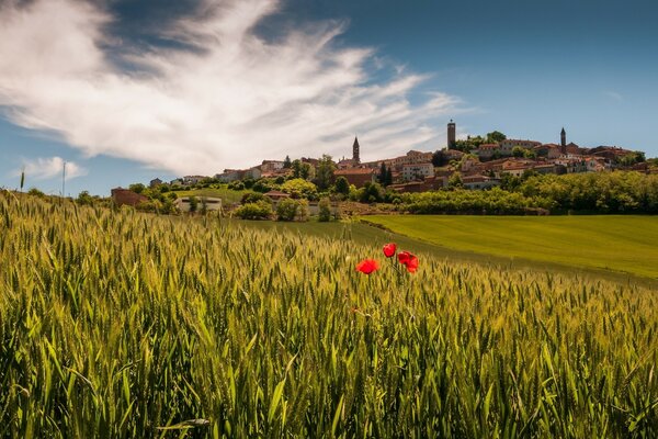 Ein Dorf und ein Feld mit Mohnblumen in der Toskana