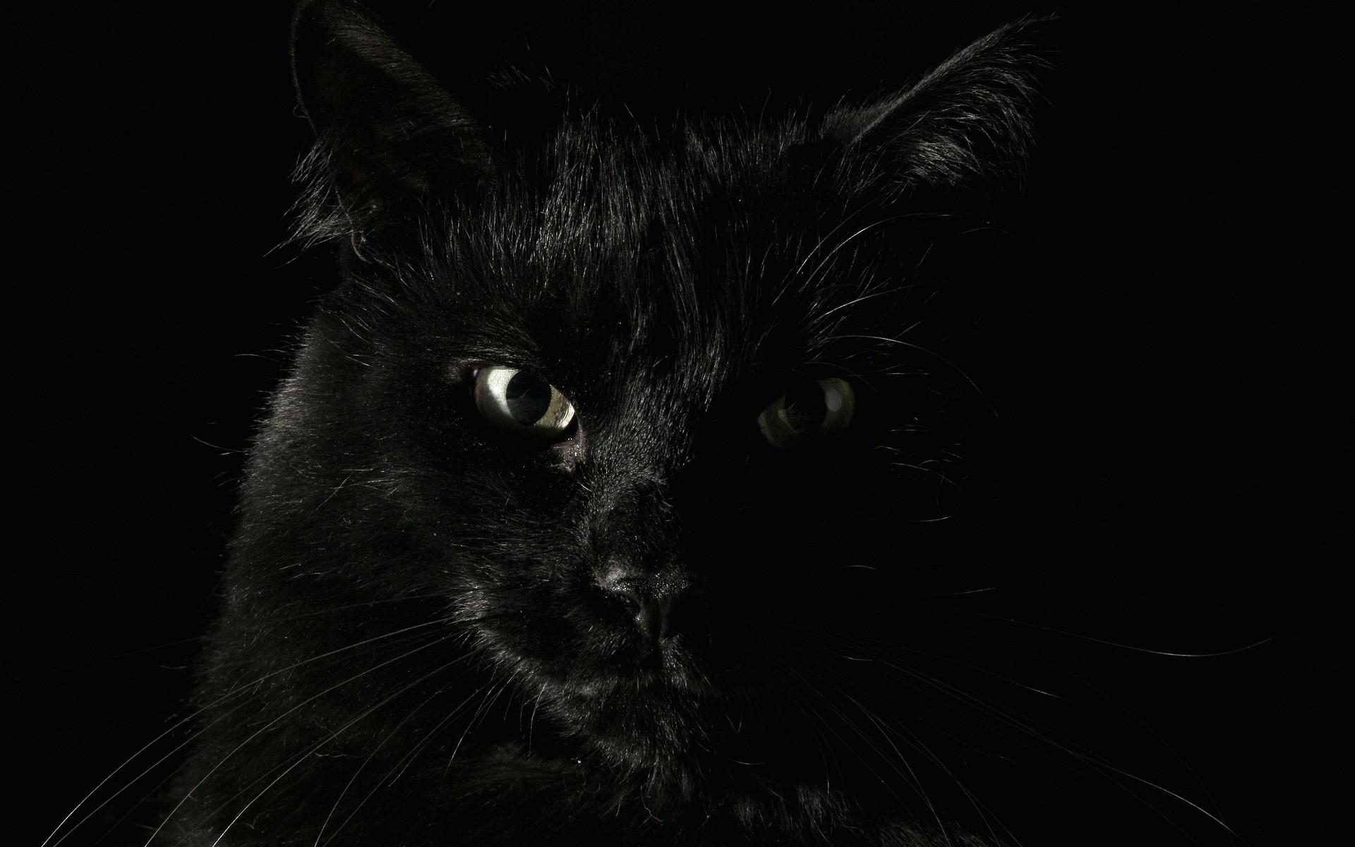 animals black fear cat