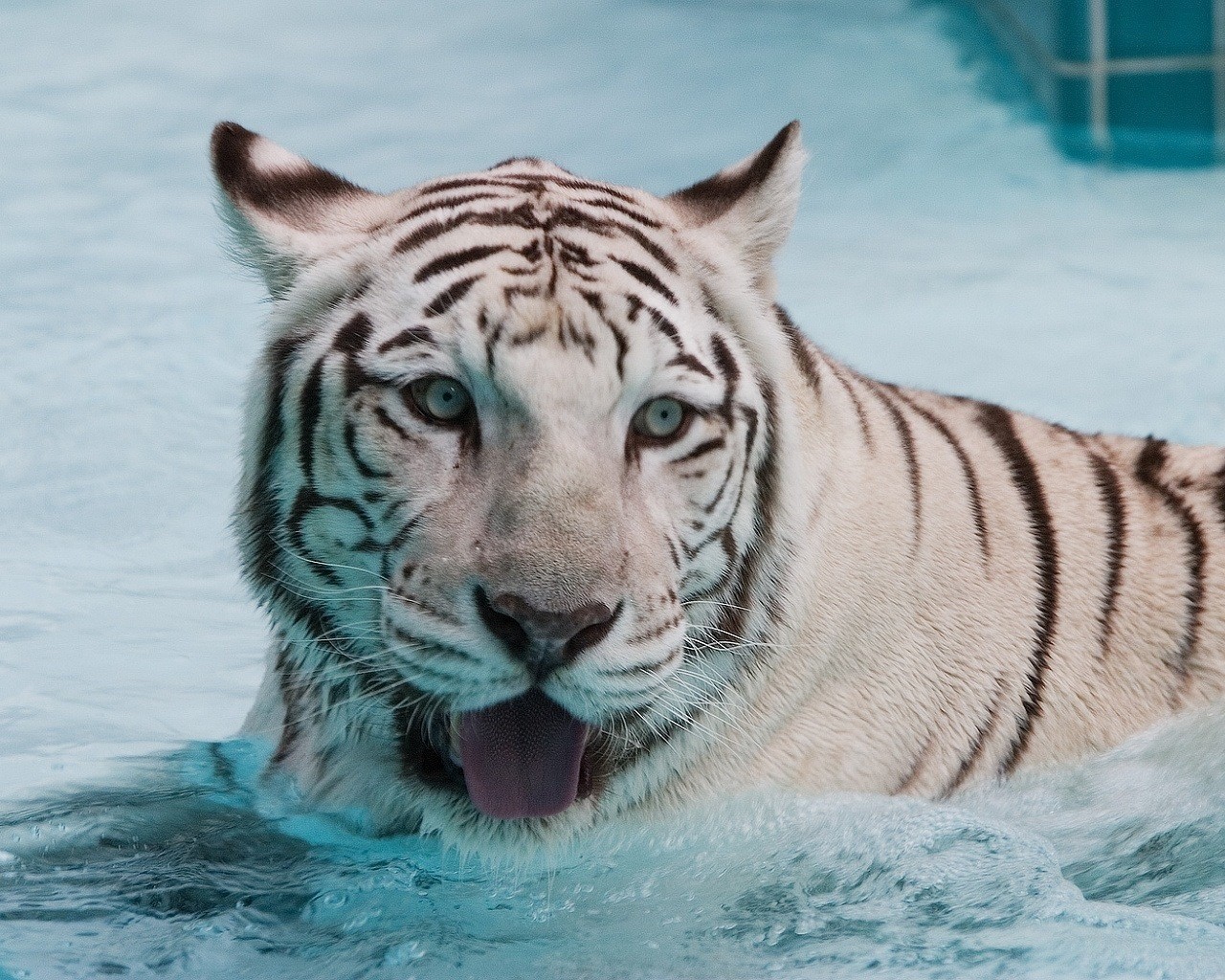 tigre agua mojado