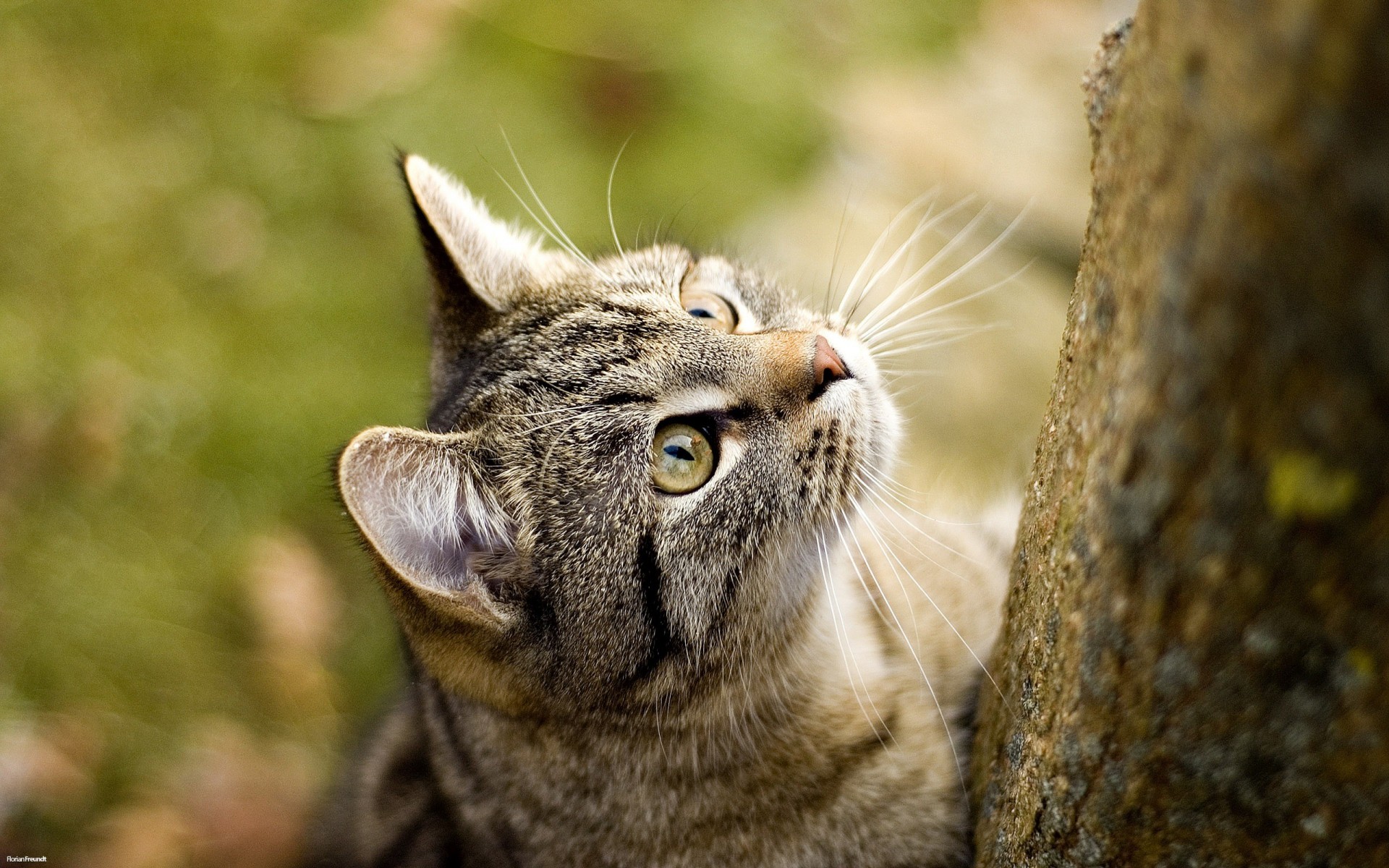 koshaki gatto gatto immagine