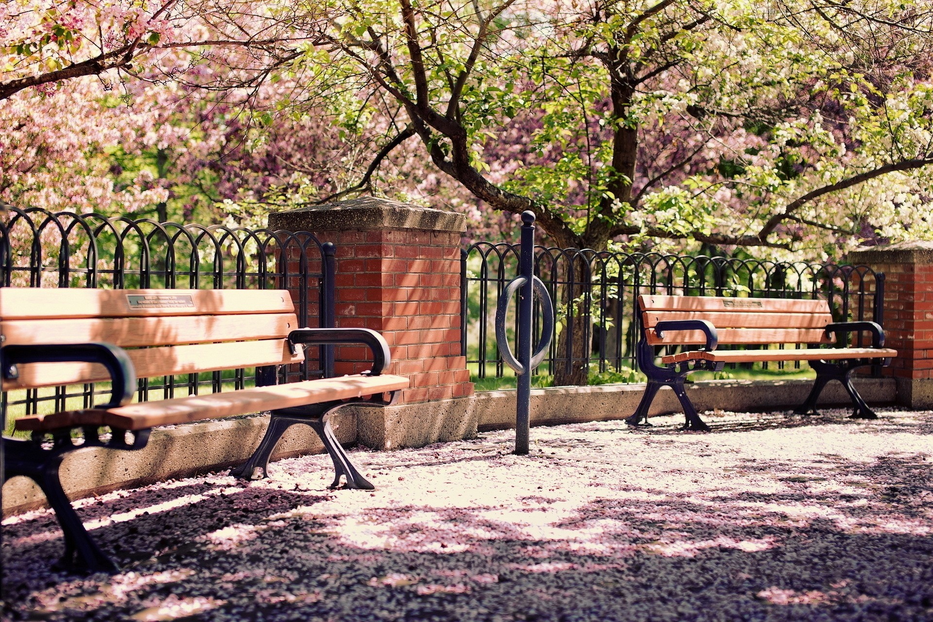 sakura straße stadt bänke