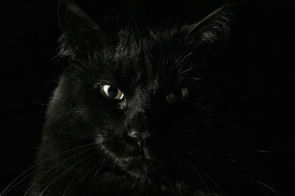 Black cat on a black background