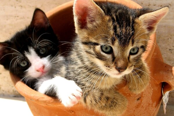 Gatitos en una olla de barro