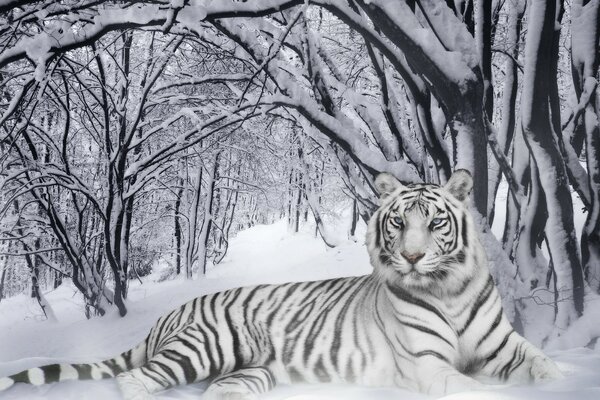 Tigre blanc dans la neige sibérienne