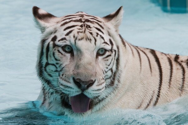 Biały Tygrys w wodzie morskiej