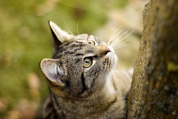 Straßenkatze im Wald