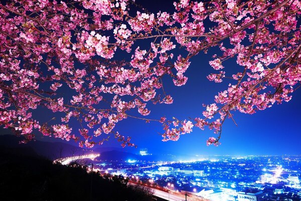 Sakura branch over Tokyo at night