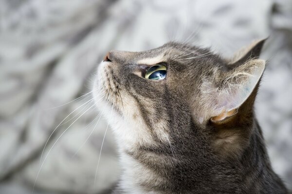 Regard de verre de chat gris