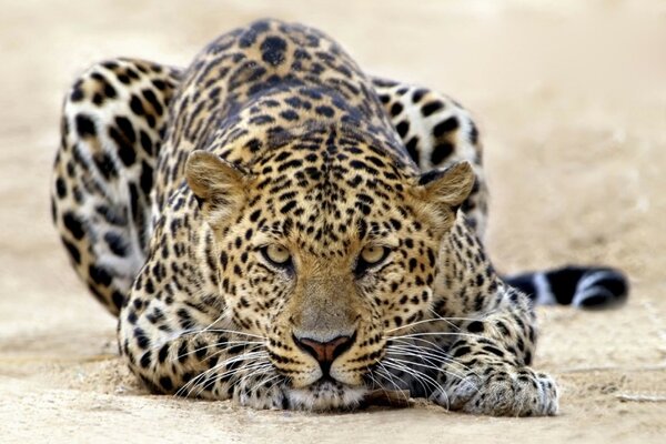 Ein anmutiger Leopard bereitet sich auf einen Angriff vor