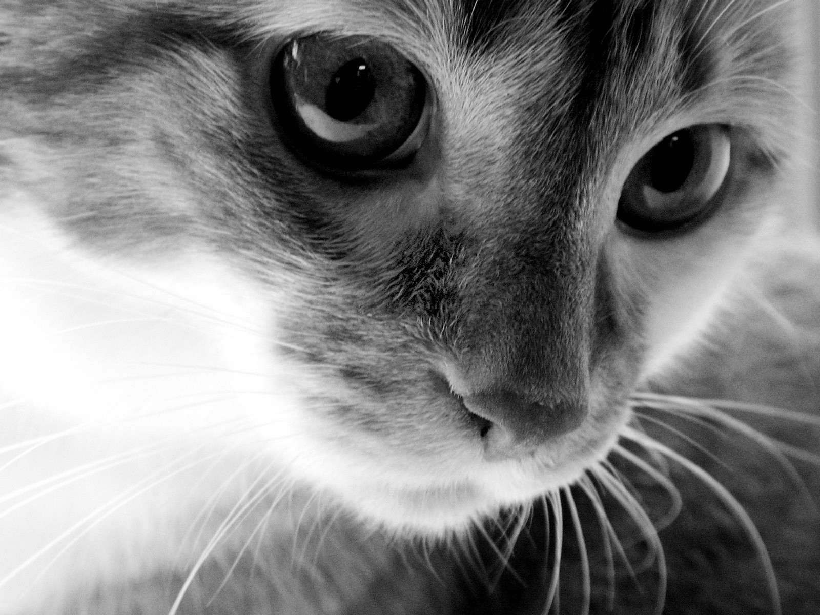 blanco y negro gato mirada