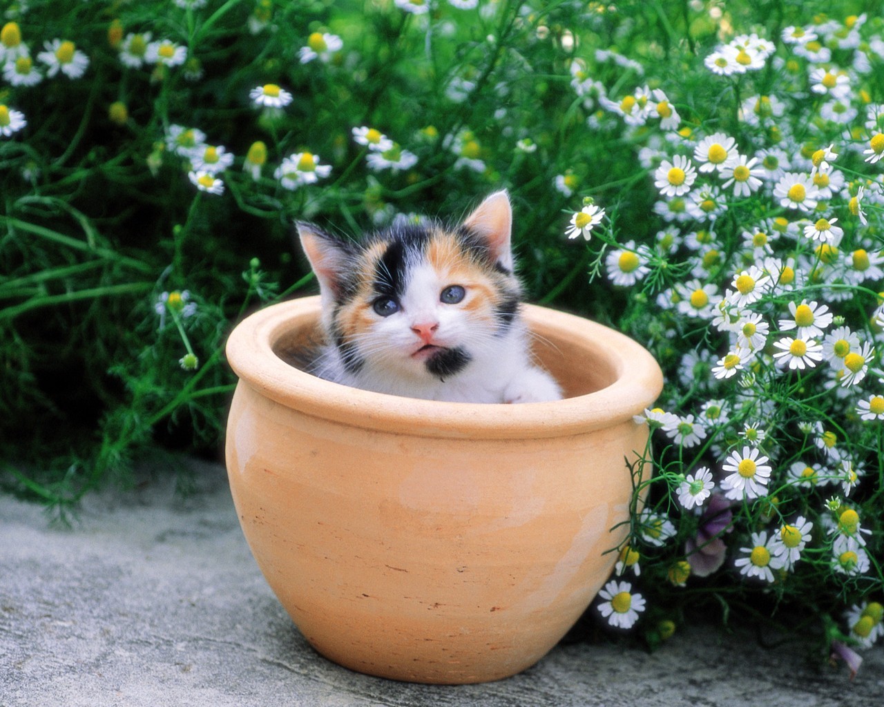 kitten pot flower chamomile