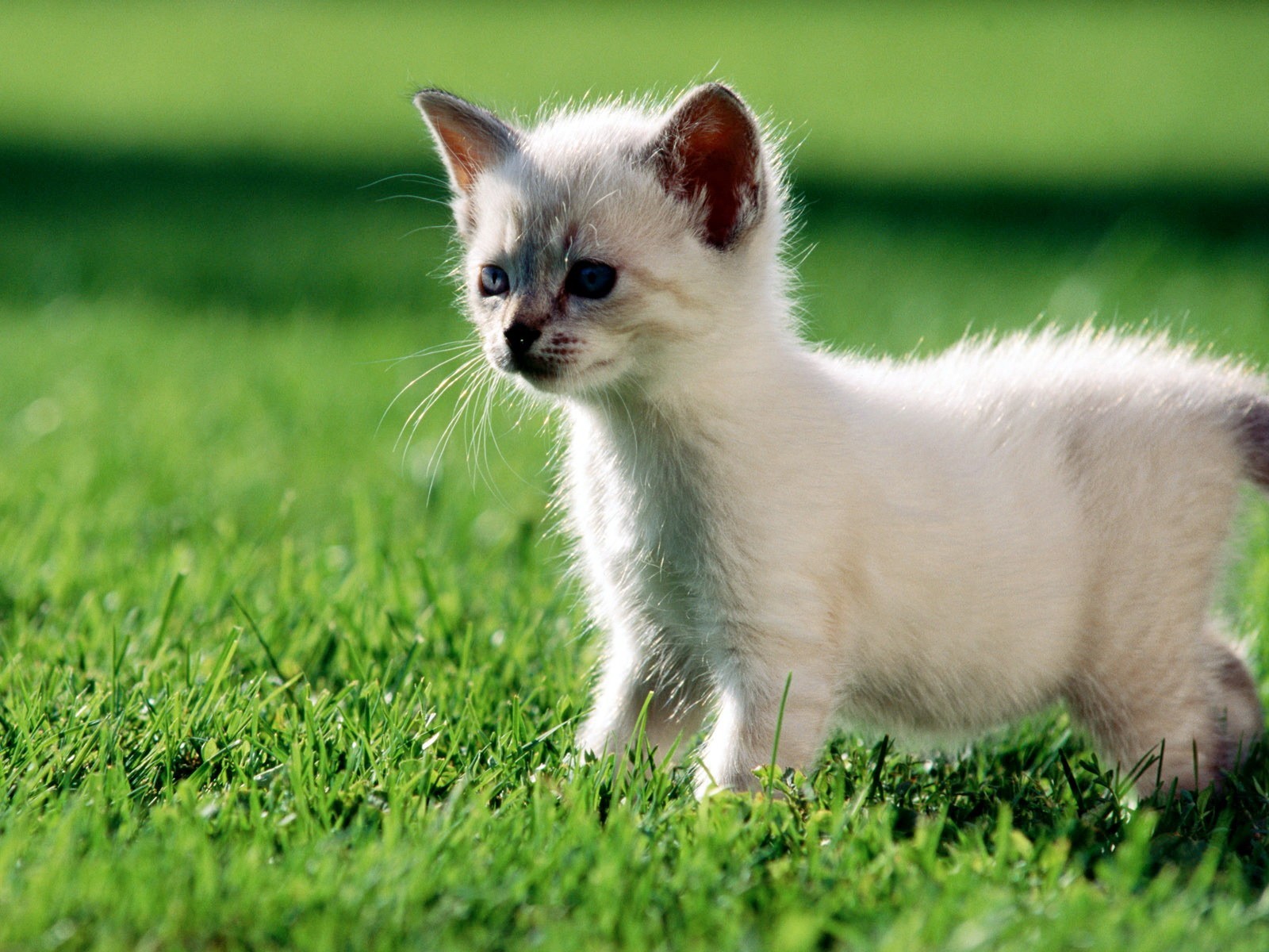 gatito hierba verde blanco