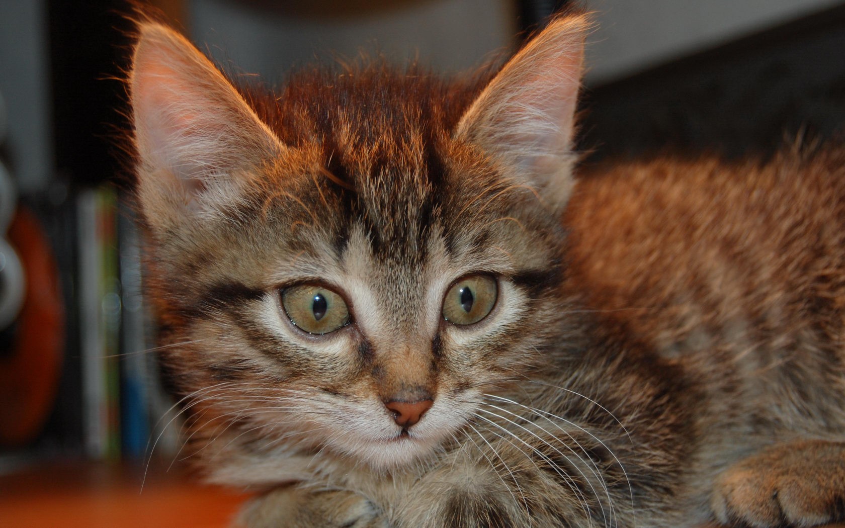 gato mirada bigote