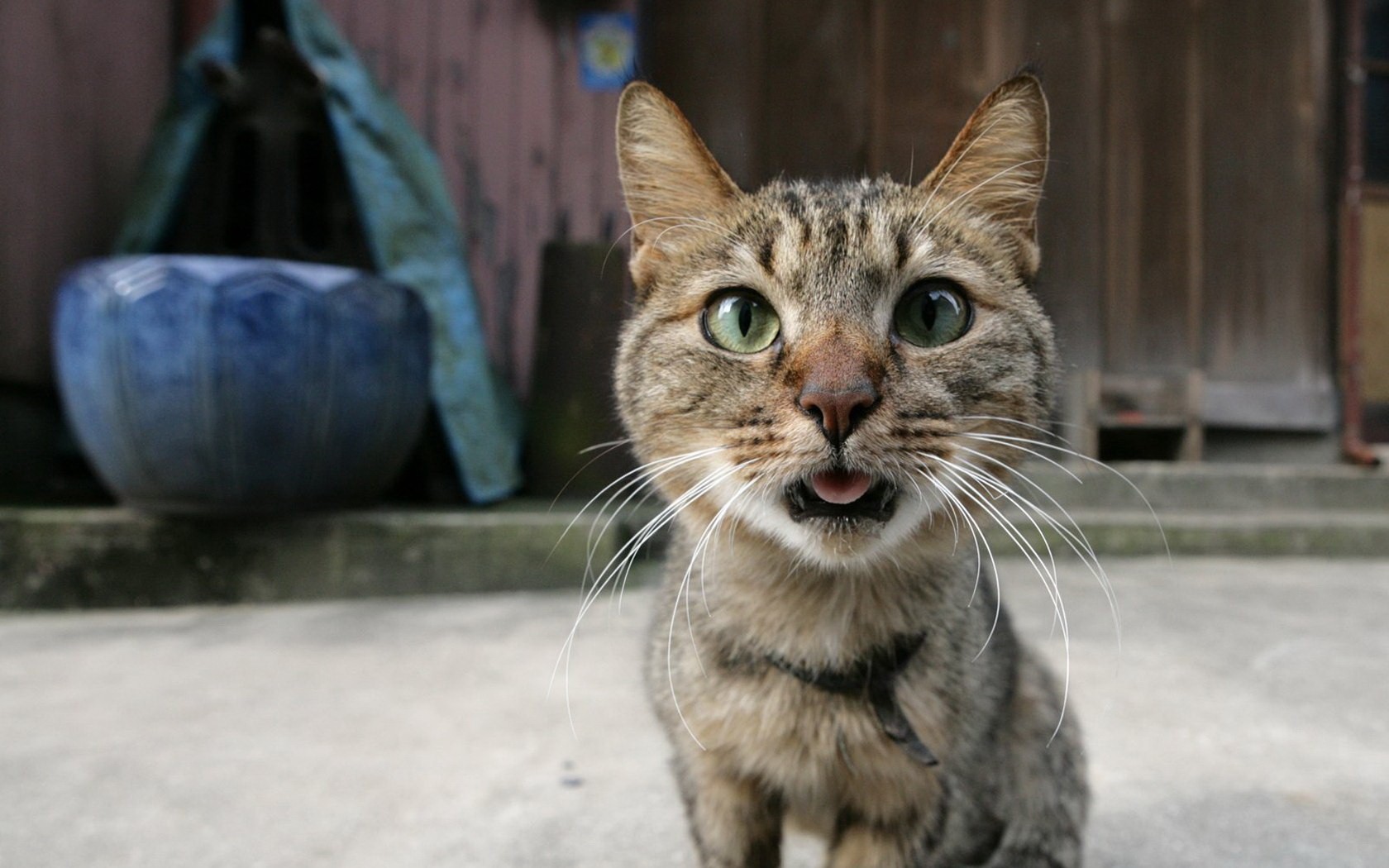 chat surprise intérêt