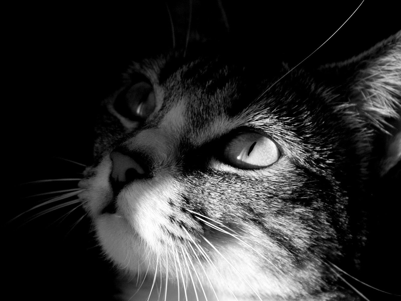 noir blanc regard chat