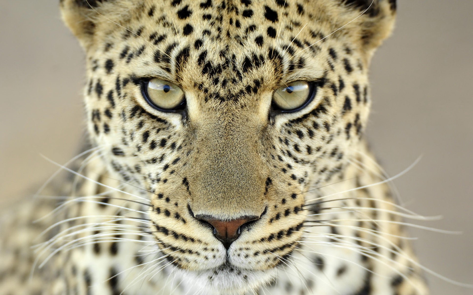 mirada bigote manchas leopardo