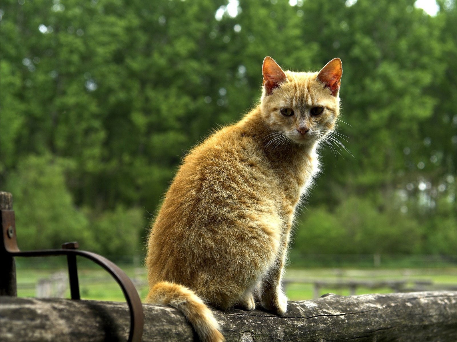 katzen niedlich zaun