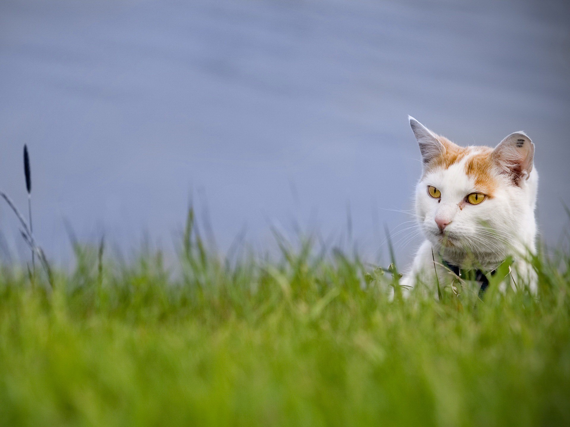 chat herbe verdure vue