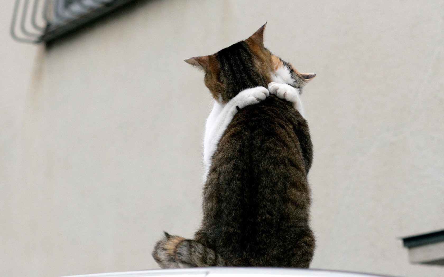 katzen treffen liebe