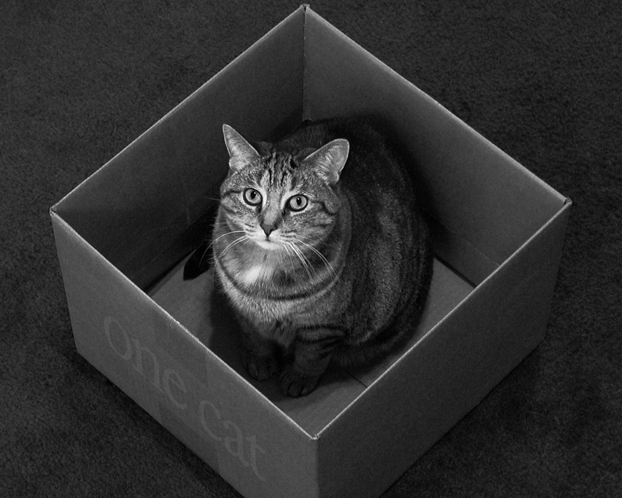 box katze inschrift