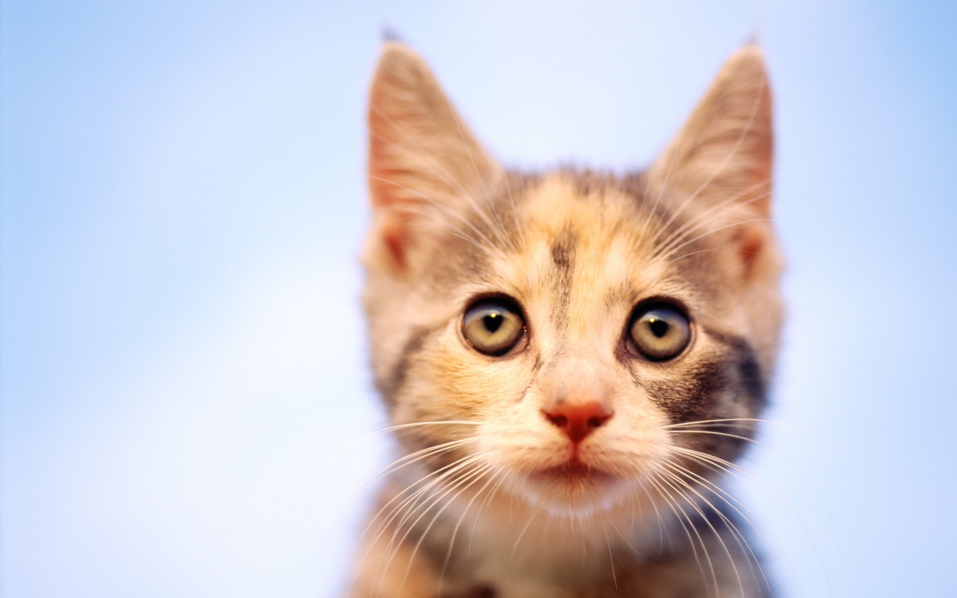 chaton regard mise au point