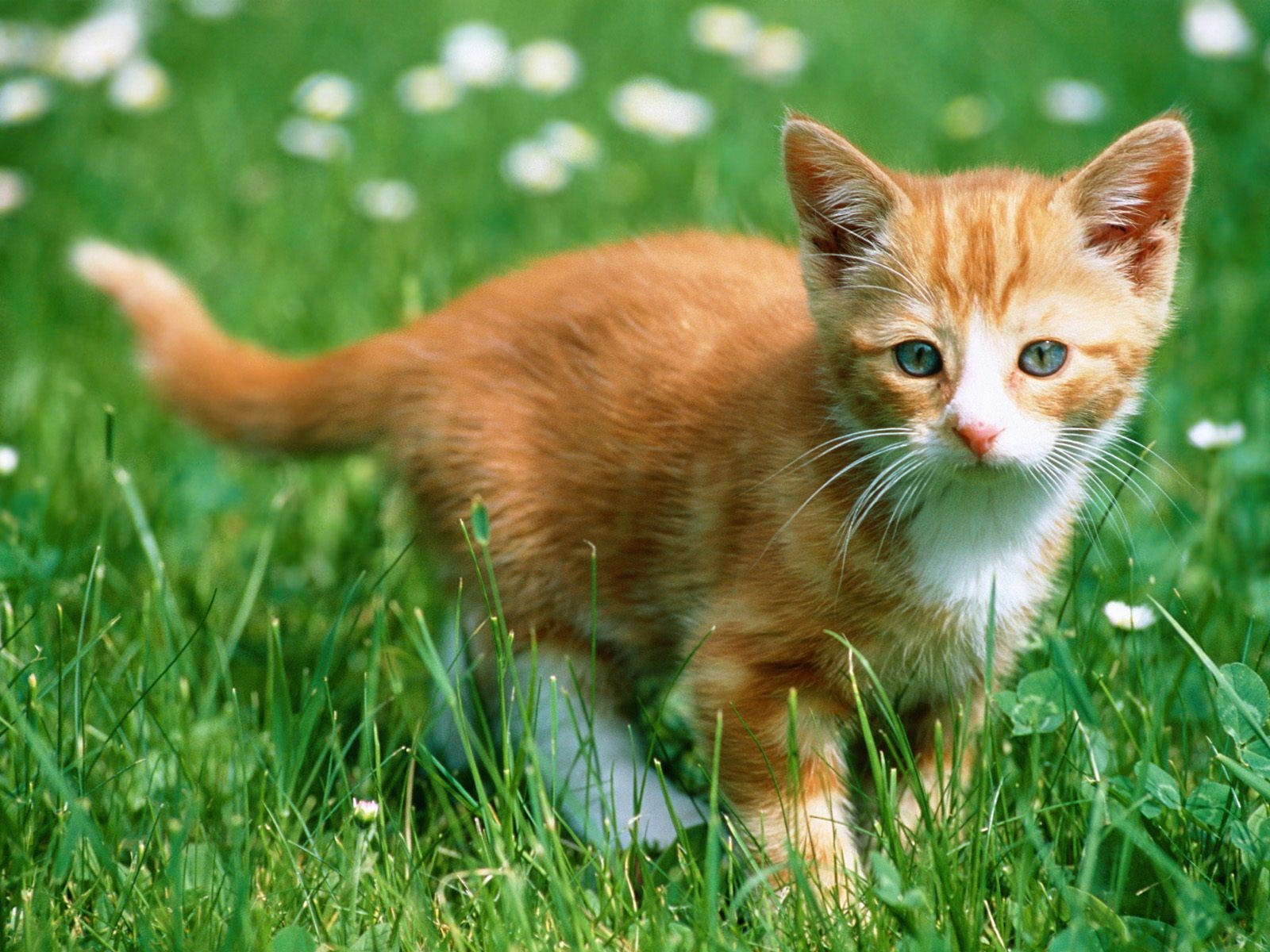 grass red kitten