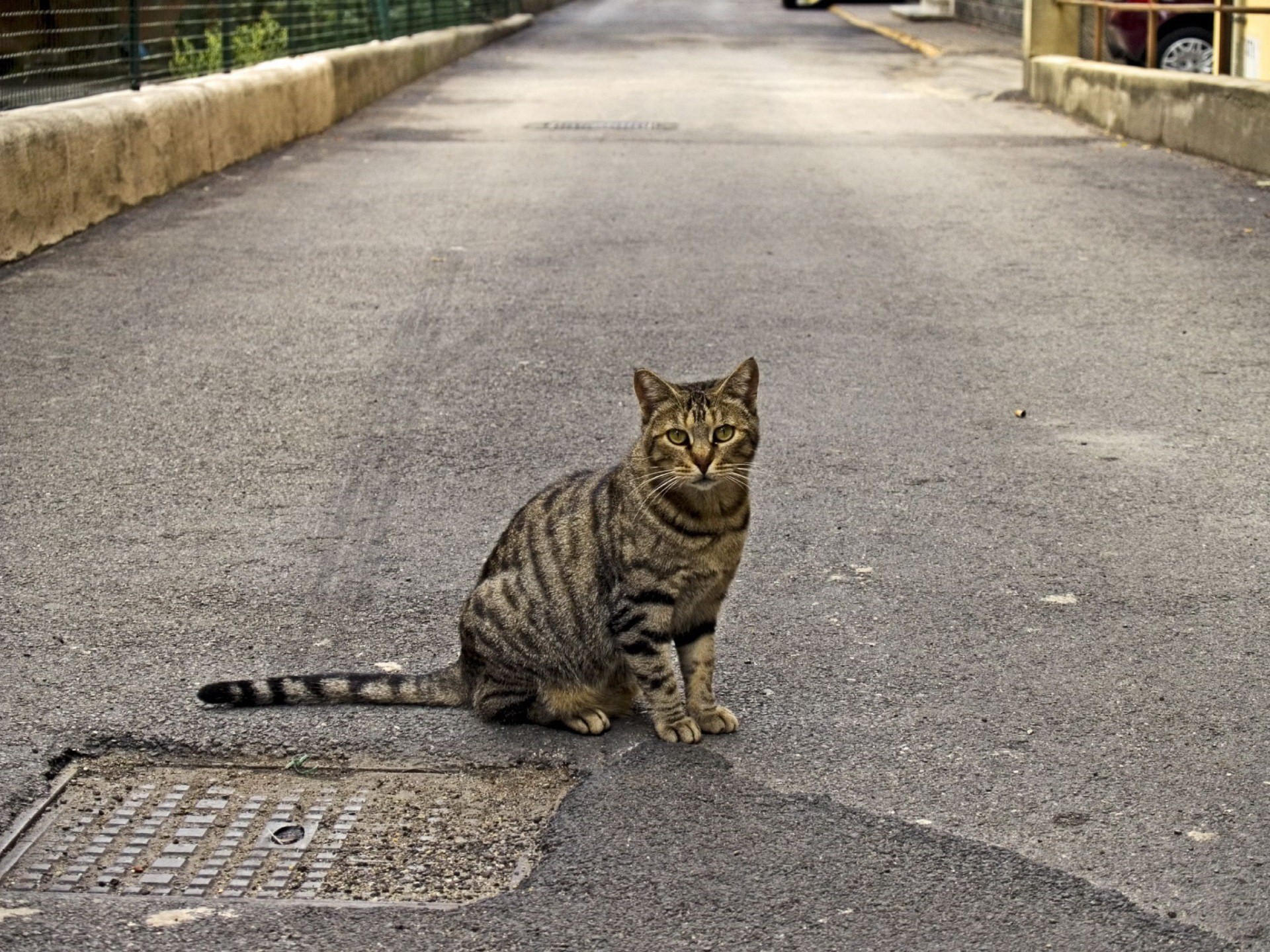 katzen straße stimmung