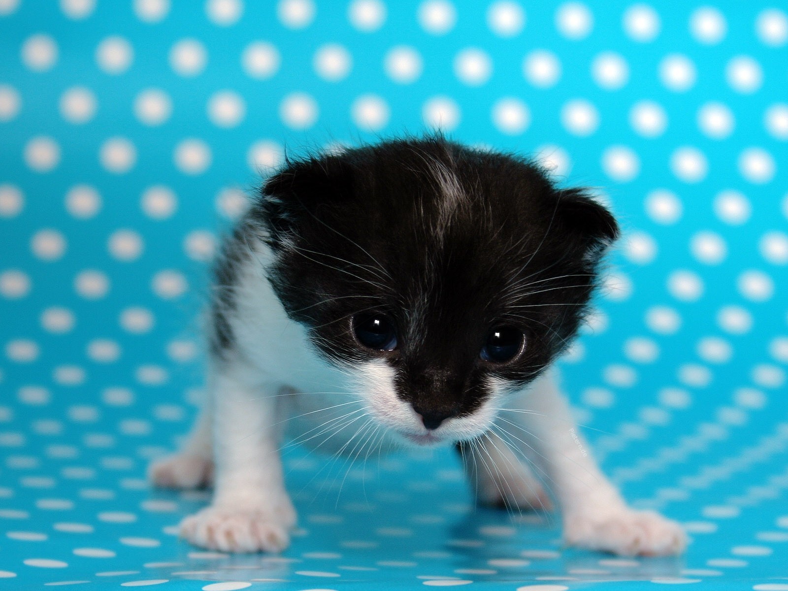 chaton points bleu