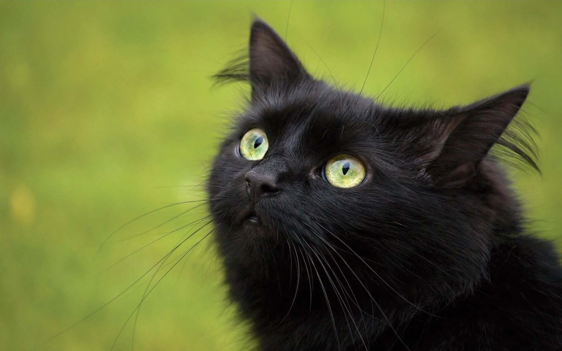 negro gato mirada