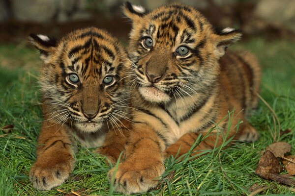 Small striped tiger cubs couple in the grass