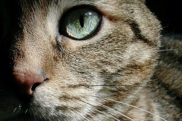 Primo piano della metà del muso del gatto dagli occhi verdi