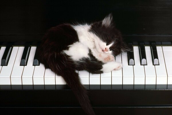 Cheno the white cat is lying on the piano keys