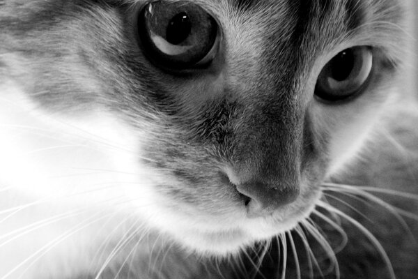 Mirada de gato blanco y negro