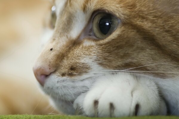 Die Katze liegt und schaut in die Ferne