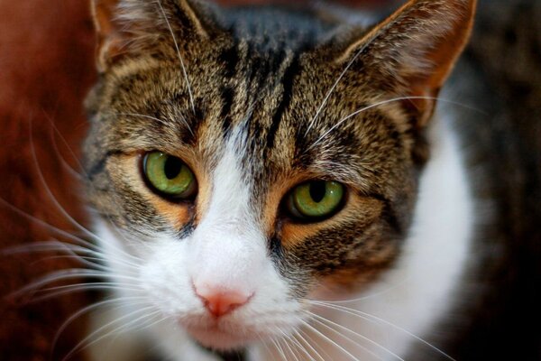 Trauriger Blick einer Katze mit einem langen Schnurrbart