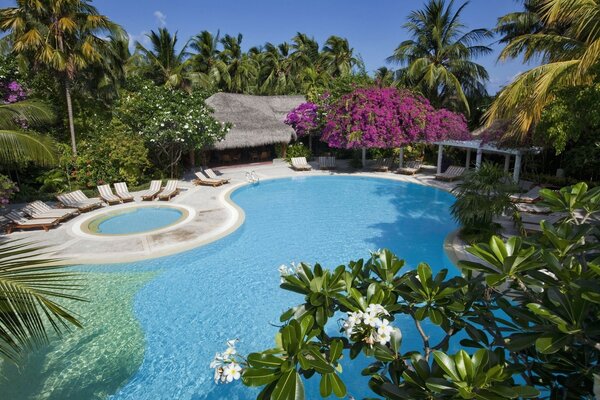 A paradise among palm trees. Relaxing in the pool