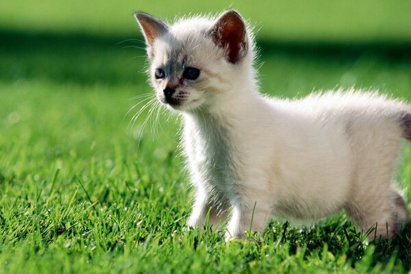 A white kitten on the green grass